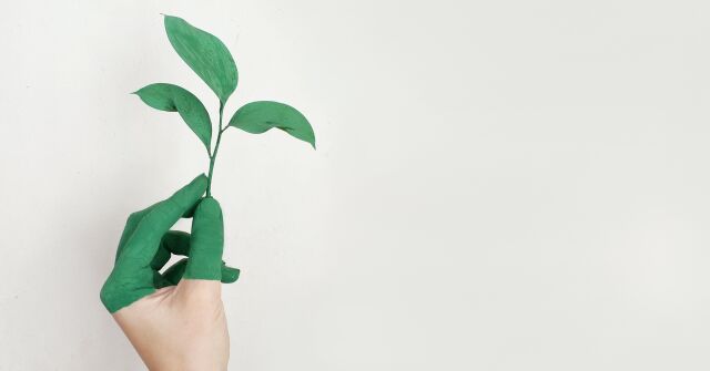 person-s-left-hand-holding-green-leaf-plant-886521 (1).jpg